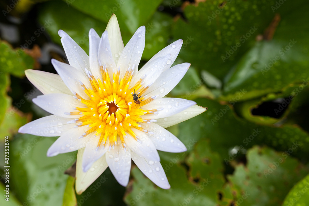 beautiful white lotus flowers with the bee beautiful white lotus flowers with the bee
