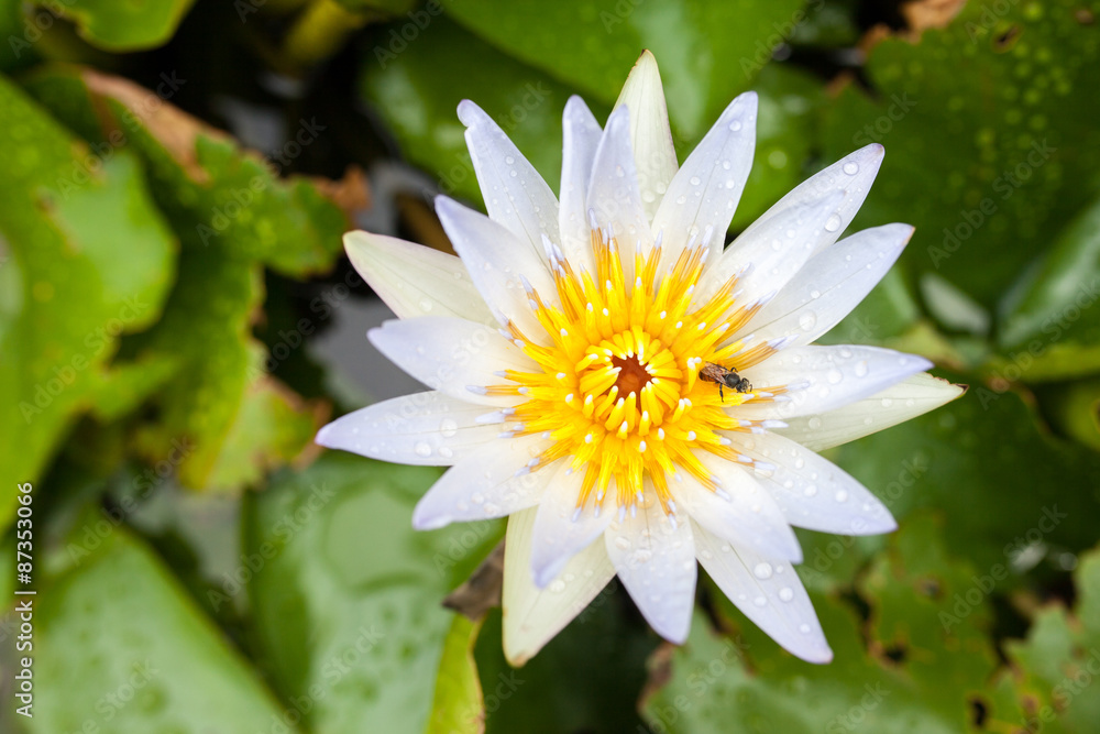 beautiful white lotus flowers with the bee beautiful white lotus flowers with the bee
