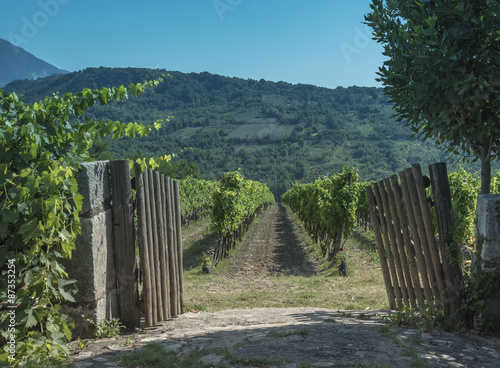 Taurasi, the grape of Campania in southern Italy. Red wine and character. Green rows run between the hills. Alternate with vegetable gardens and stone houses.
