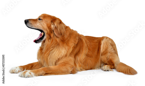 Hovawart dog isolated on white background