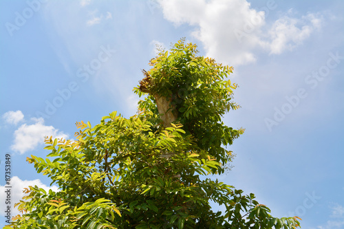 Lagerstroemia calyculata Kurz photo