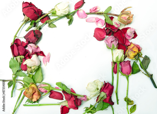 Dry roses frame on white background