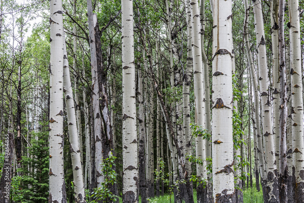 Fototapeta premium tree formation with bear marks
