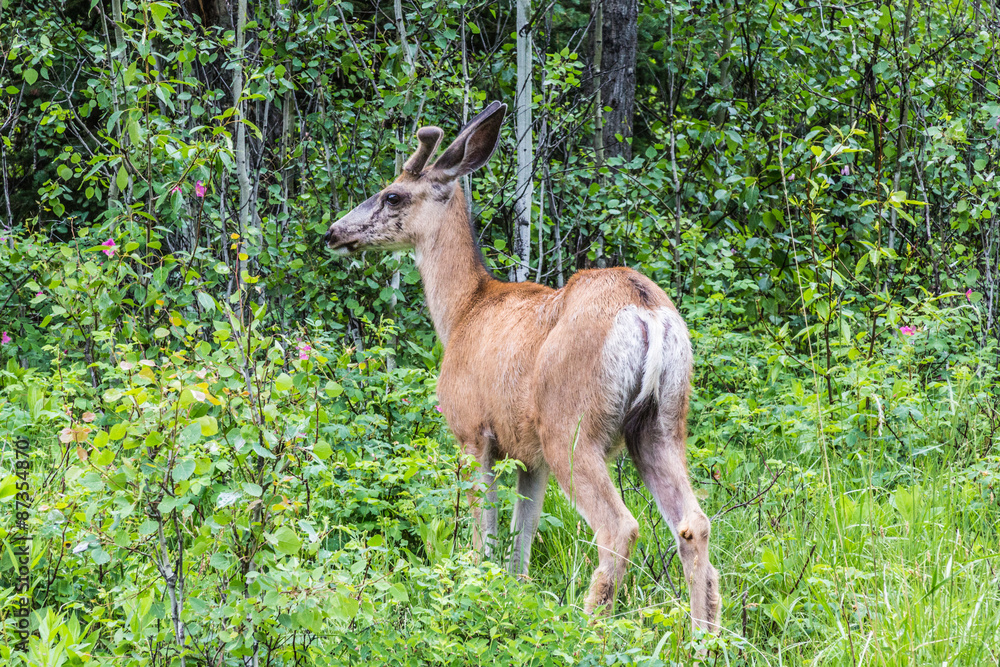 Fototapeta premium Baby Elk II