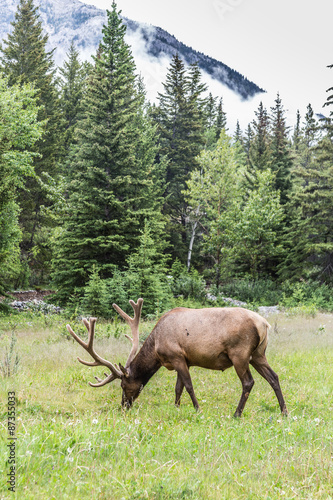 Elks at the Bow Valley Parkway