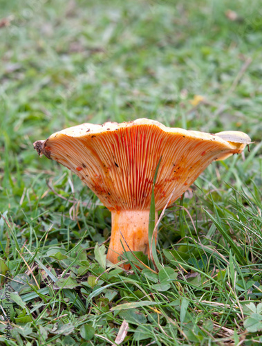 edible mushrooms