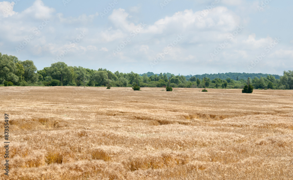 Fototapeta premium summer landscape