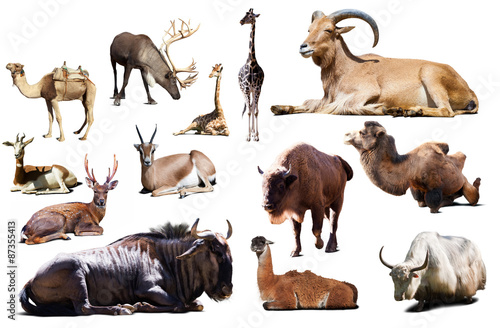 sitting blue wildebeest and other Artiodactyla mammal animals