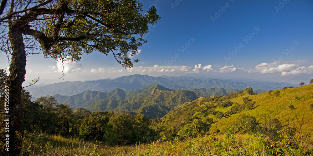Fototapeta premium field of spring grass and forest in sunset time