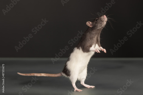 standing domestic rat