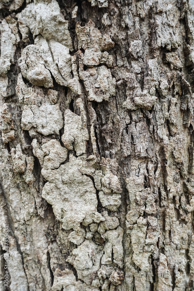 Wood Texture background. Wood Texture background.