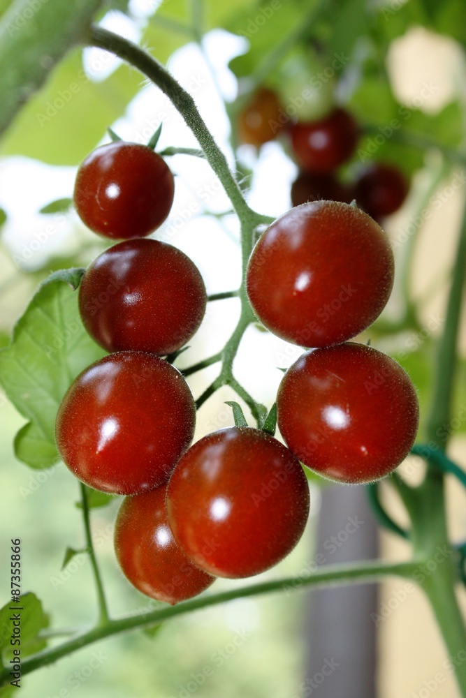 Tomato plant with many red Tomatoes Tomato plant with many red Tomatoes