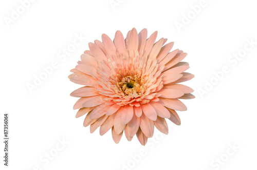 Pink Gerbera bloom Flowers isolated on white background.