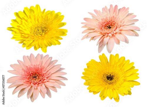 Collecion Yellow and pink Gerbera bloom Flowers isolated on white background