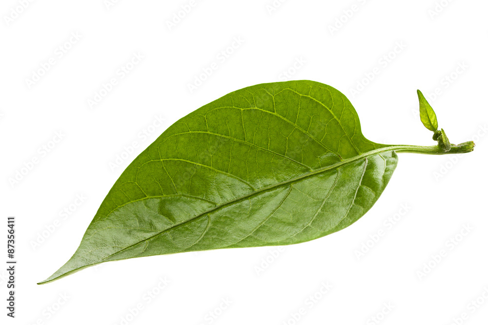 Fototapeta premium Sweet pepper leaf