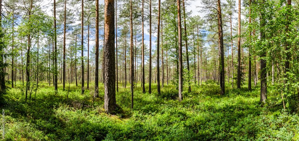 Obraz premium Light pine forest