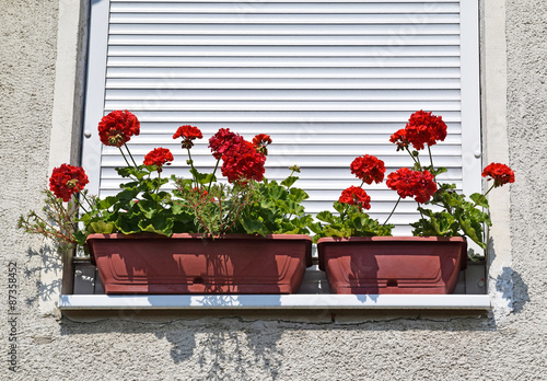 Fototapeta Naklejka Na Ścianę i Meble -  Geranium flowers in the window of a building
