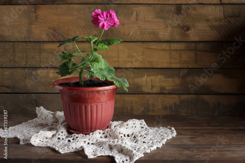 Fototapeta Naklejka Na Ścianę i Meble -  Натюрморт с геранью