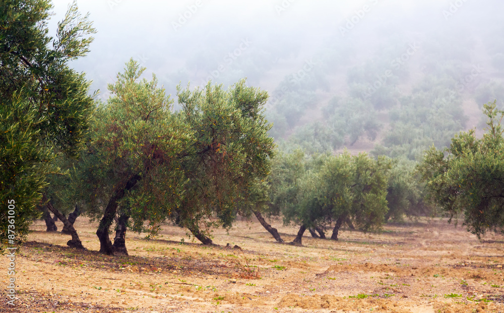 Fototapeta premium Black olives plant