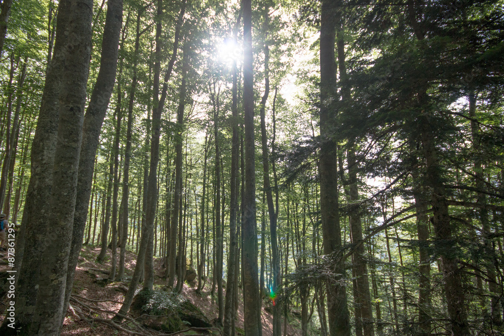 Obraz premium Forêt