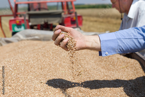 Wheat grain falling from human hand