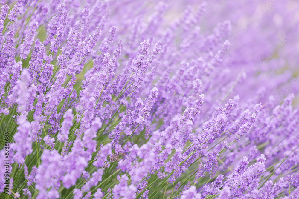 Blossoming lavender in the field in summer day