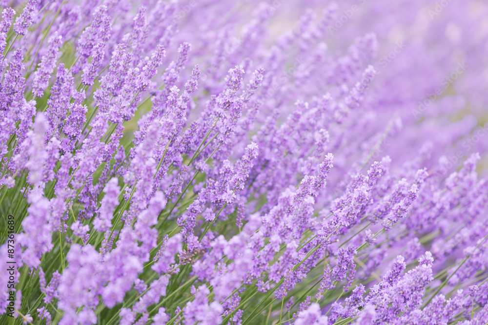 Blossoming lavender in the field in summer day Blossoming lavender in the field in summer day
