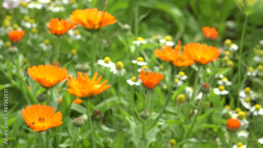 marigold calendula medical healthy flowers in summer garden. Blur focus, 4K marigold calendula medical healthy flowers in summer garden. Blur focus, 4K