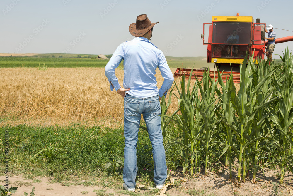 Fototapeta premium Farmer in field during harvest