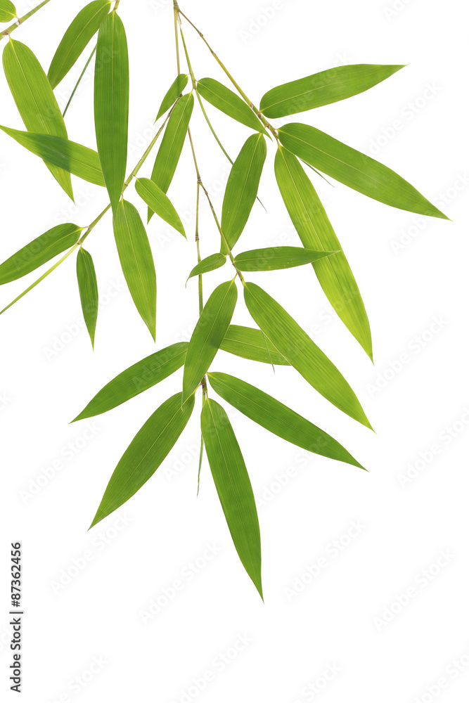 Green bamboo leaves isolated on white background Green bamboo leaves isolated on white background