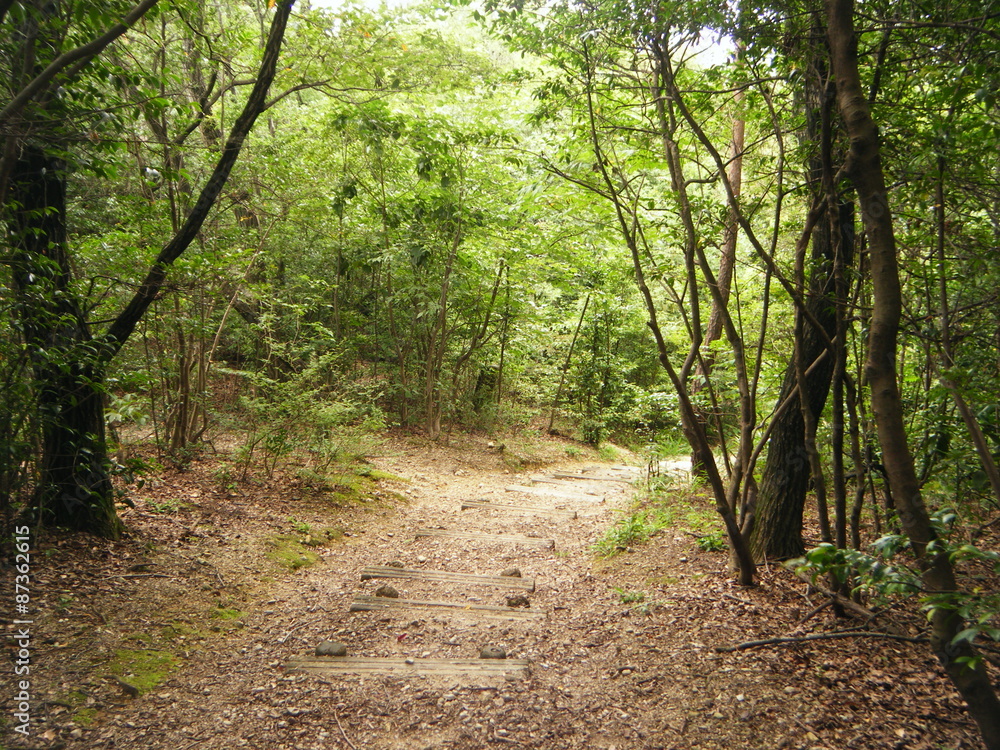 登山道(下り) 登山道(下り)