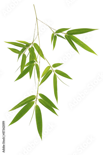 Fototapeta Naklejka Na Ścianę i Meble -  Green bamboo leaves isolated on white background