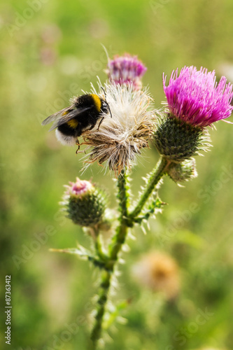 Bumblebee on thistle flower (Carduus crispus) © msnobody
