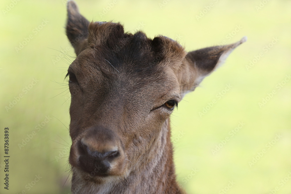 Porträt eines Damhirsches, Damwild, Dama Dama Porträt eines Damhirsches, Damwild, Dama Dama