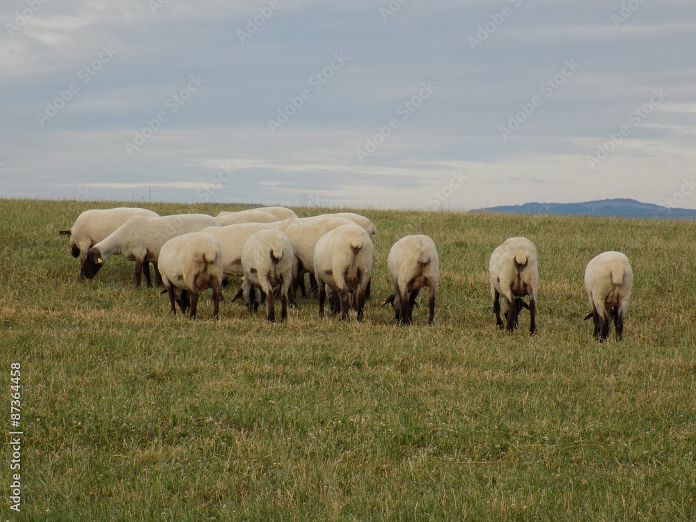 Sheep herd grazing
