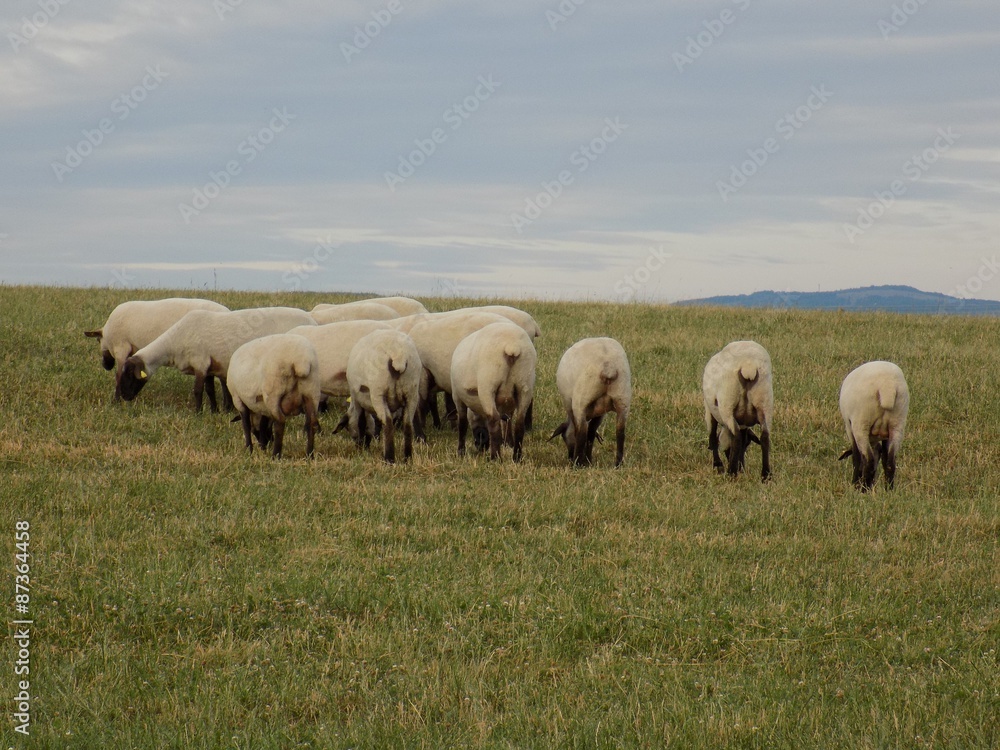 Sheep herd grazing Sheep herd grazing