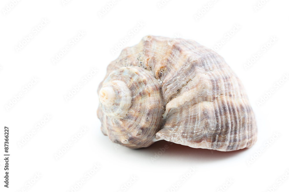 Sea shell isolated on a white