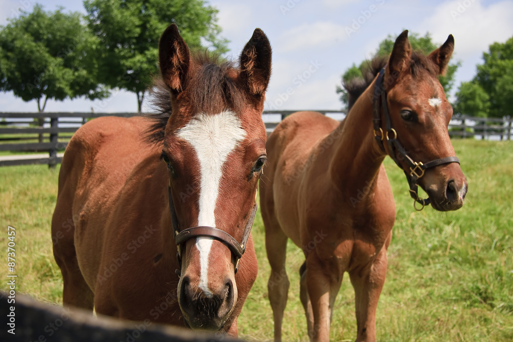 Two Colts Closeup