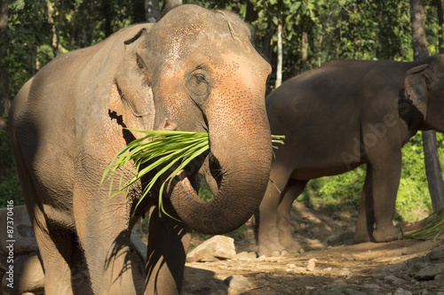 Chiang Mai elephant camp photo