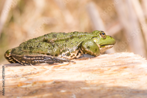Green frog on a piece of wood