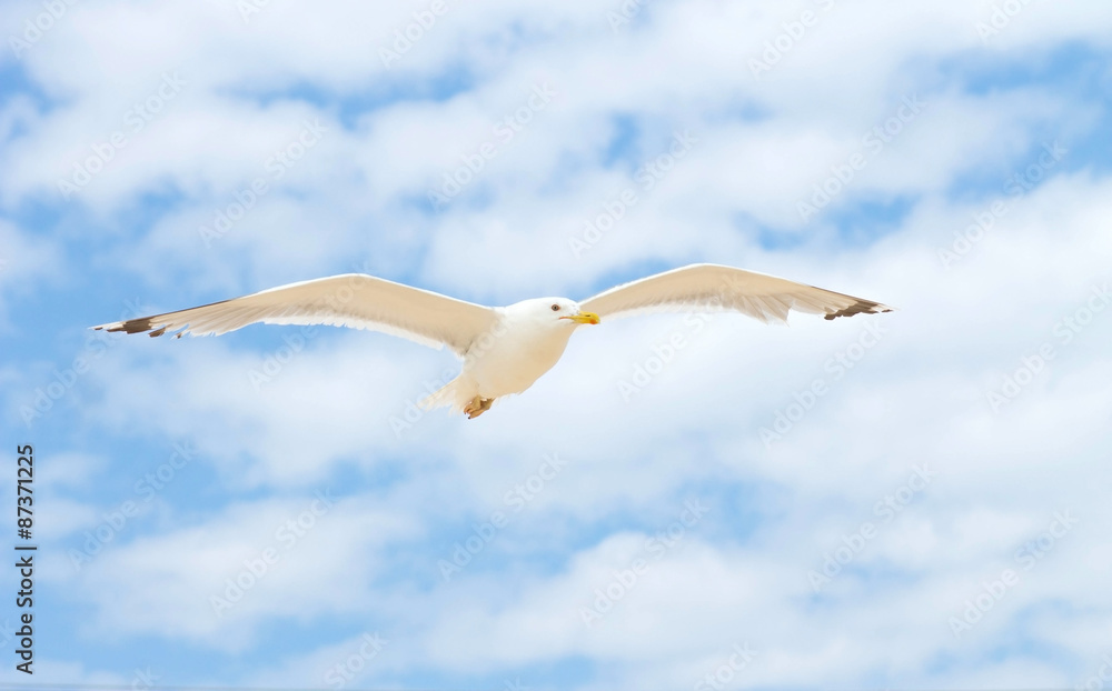 Fototapeta premium bird soaring in the blue sky