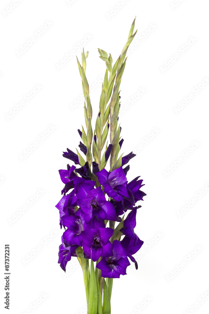 Obraz premium purple gladiolus flowers