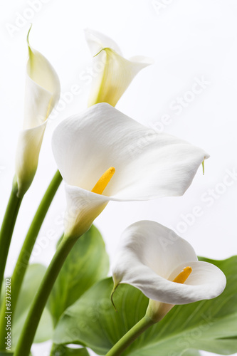 白背景のオランダカイウの花