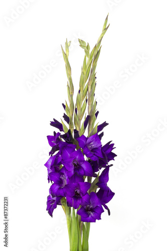 purple gladiolus flowers