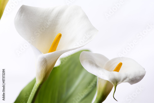Fototapeta Naklejka Na Ścianę i Meble -  白背景のオランダカイウの花のアップ
