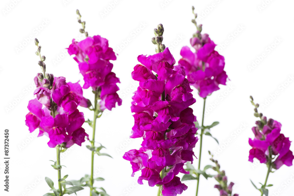 Fototapeta premium 白背景のピンクのキンギョソウの花