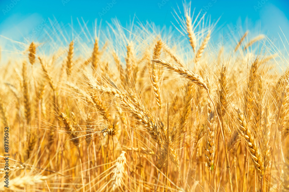 Gold wheat field and blue sky