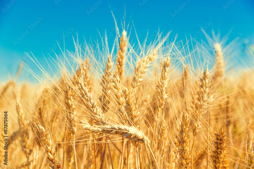 Fototapeta premium Gold wheat field and blue sky