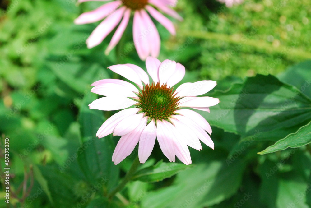 Fototapeta premium Blüte einer Echinacea, Sonnehut