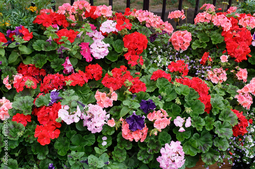 Bed of colorful geraniums